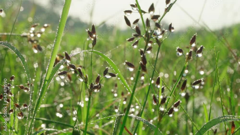 Macro view of dew drops on wild grass in a field at dawn. Sunlight sparkles brightly and glitters in water droplets. Macro view of dew drops on wild grass in a field at dawn. Sunlight sparkles brightly and glitters in water droplets.
