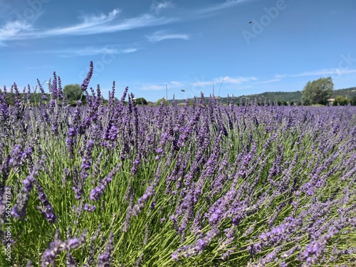 Lavandes en Provence  Luberon