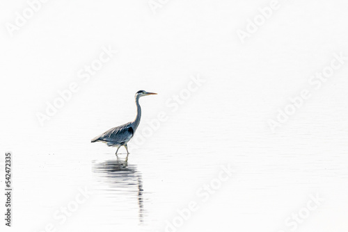 Gray Heron walking in a pond