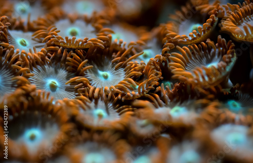 Underwater photo - orange flower like soft corals, Zoanthus species, emitting light under UV bulb, abstract marine background, shallow depth of field photo only few tentacles in focus