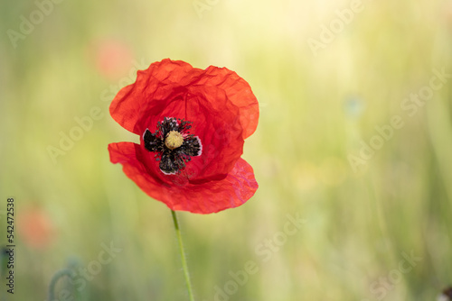 Shallow focus shot of a beautiful red poppy flower in a field