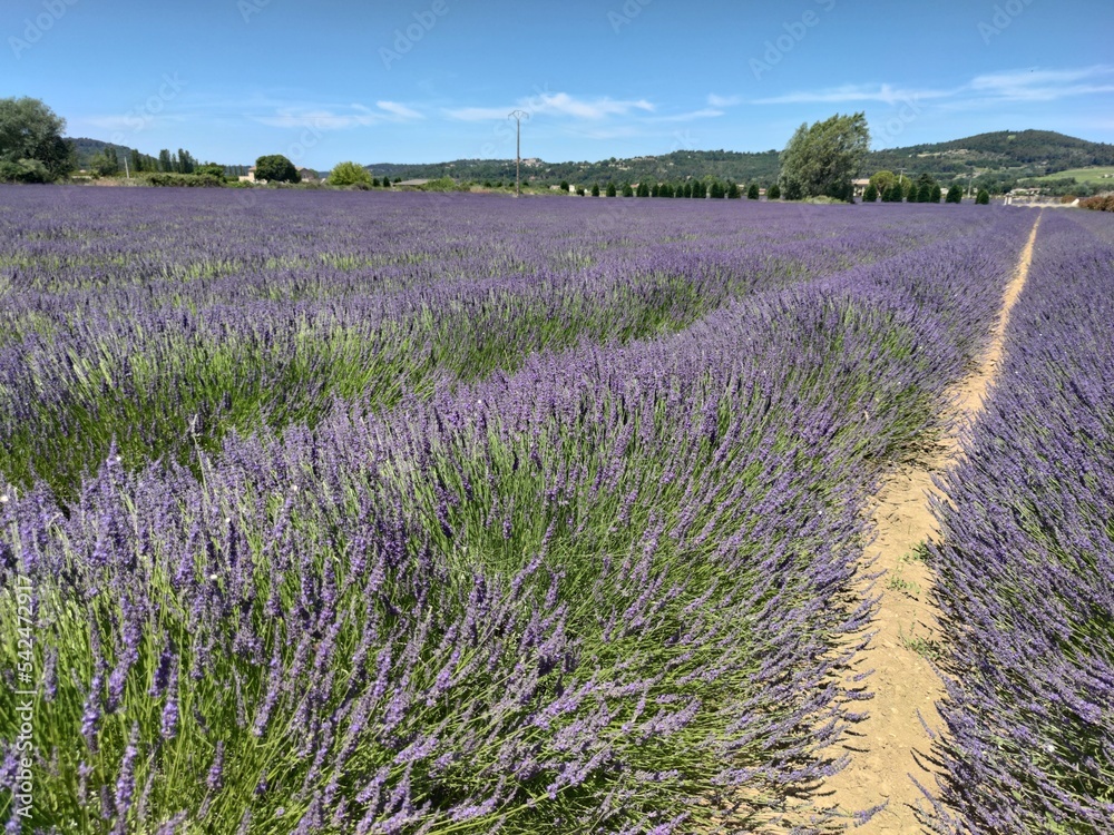 Naklejka premium Lavandes en Provence, Luberon