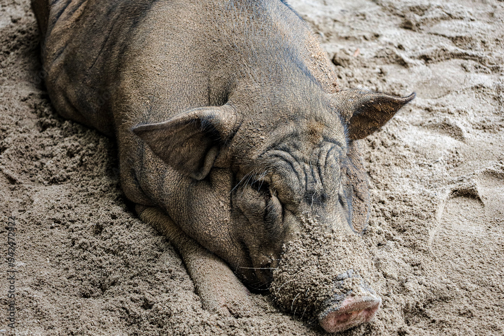 Schweine am Strand in Thailand Koh Samui Schweine am Strand in Thailand Koh Samui