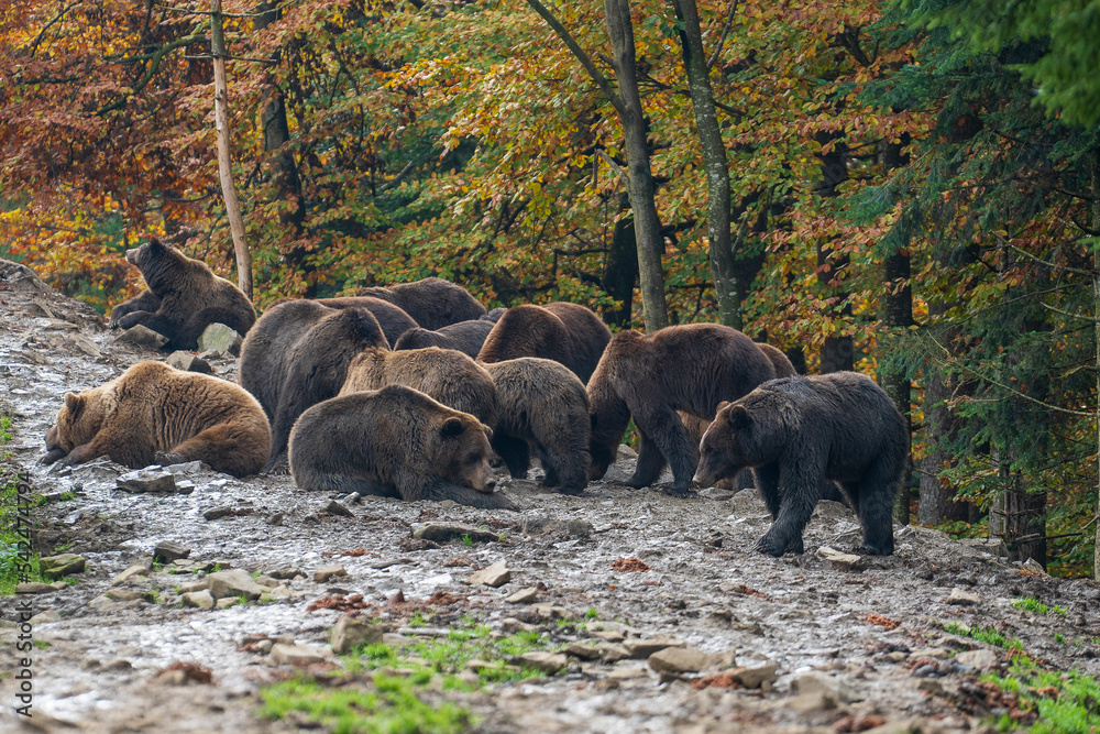 Group of brown bears in the Carpathian mountains during dawn on a autumn day. Ukraine Group of brown bears in the Carpathian mountains during dawn on a autumn day. Ukraine