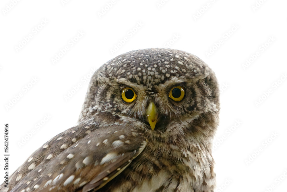 Obraz premium Eurasian pygmy owl (Glaucidium passerinum) closeup.