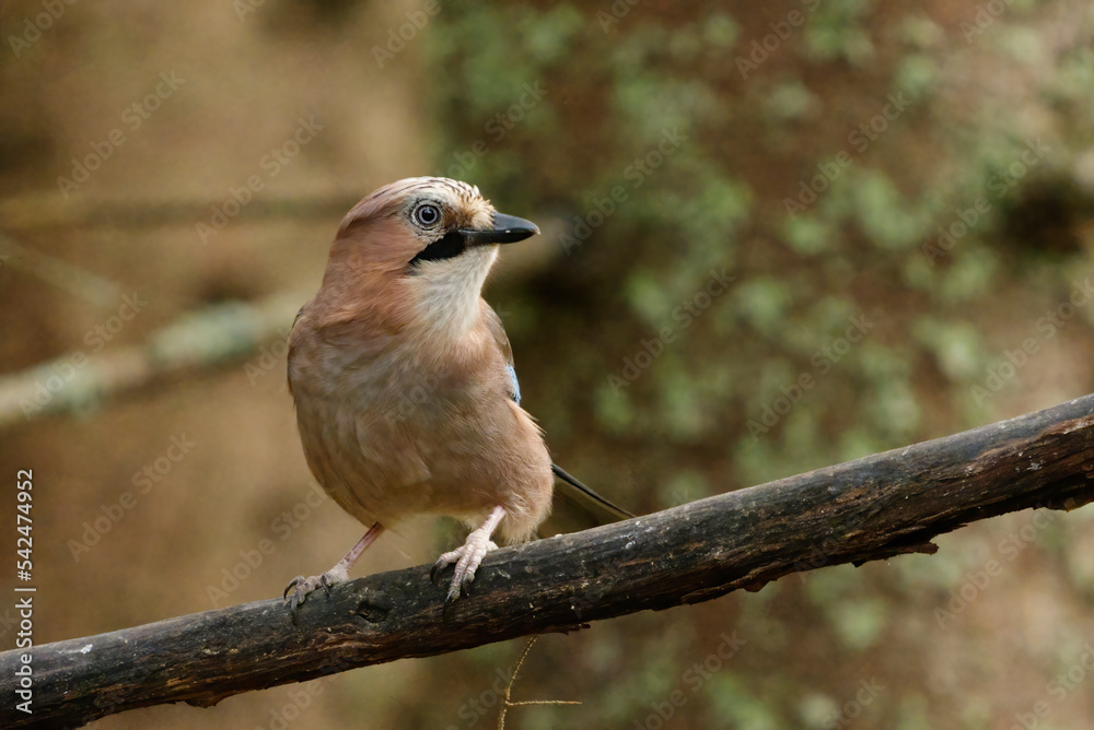 Eurasian jay (Garrulus glandarius) sitting on a branch in the forest in fall. Eurasian jay (Garrulus glandarius) sitting on a branch in the forest in fall.