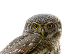 Eurasian pygmy owl (Glaucidium passerinum) closeup.