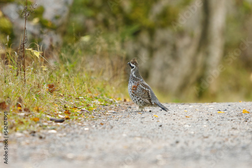 Hazel grouse (Tetrastes bonasia) standing on the dirt road in fall.