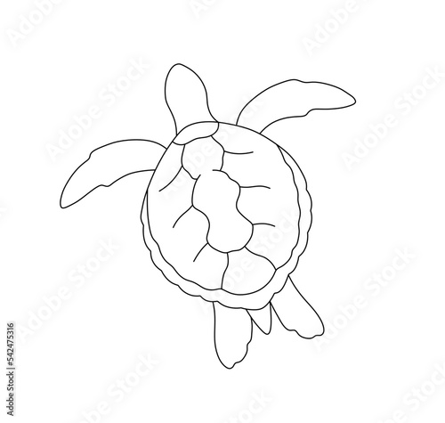 Vector isolated swimming floating sea turtle caretta caretta colorless black and white contour line easy drawing