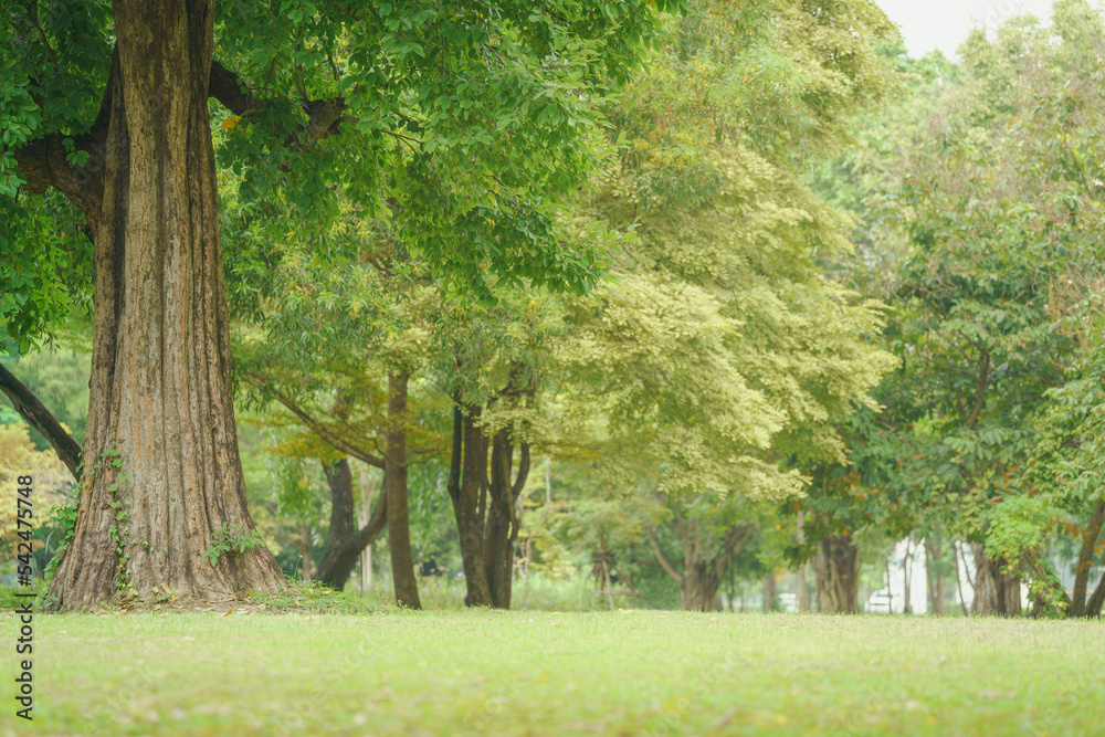 Naklejka premium soft sun light green tree and grass field in forest park on holiday at morning air fresh relax purify natural landscape garden outdoor background.for ecology.or life health,picnic area backdrop.