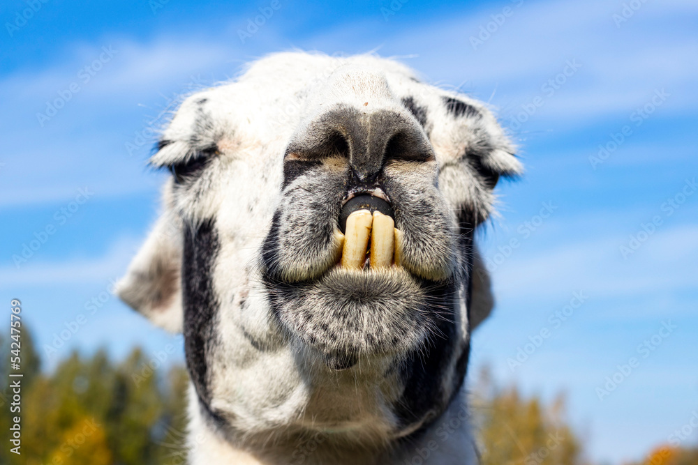 Portrait of a llama with teeth