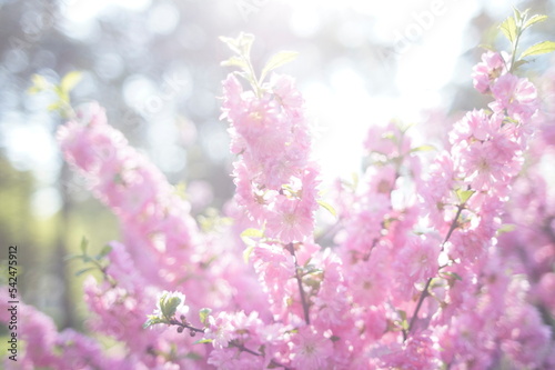 Pink photophone of blossoming sakura branches