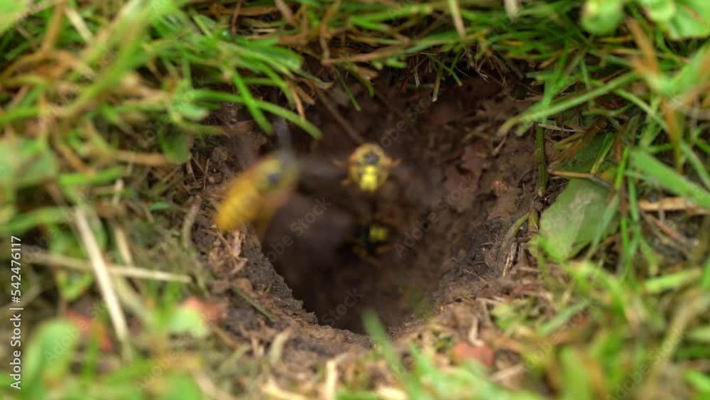 Wasp Remove Mudd From Underground Nest Wasp Remove Mudd From Underground Nest