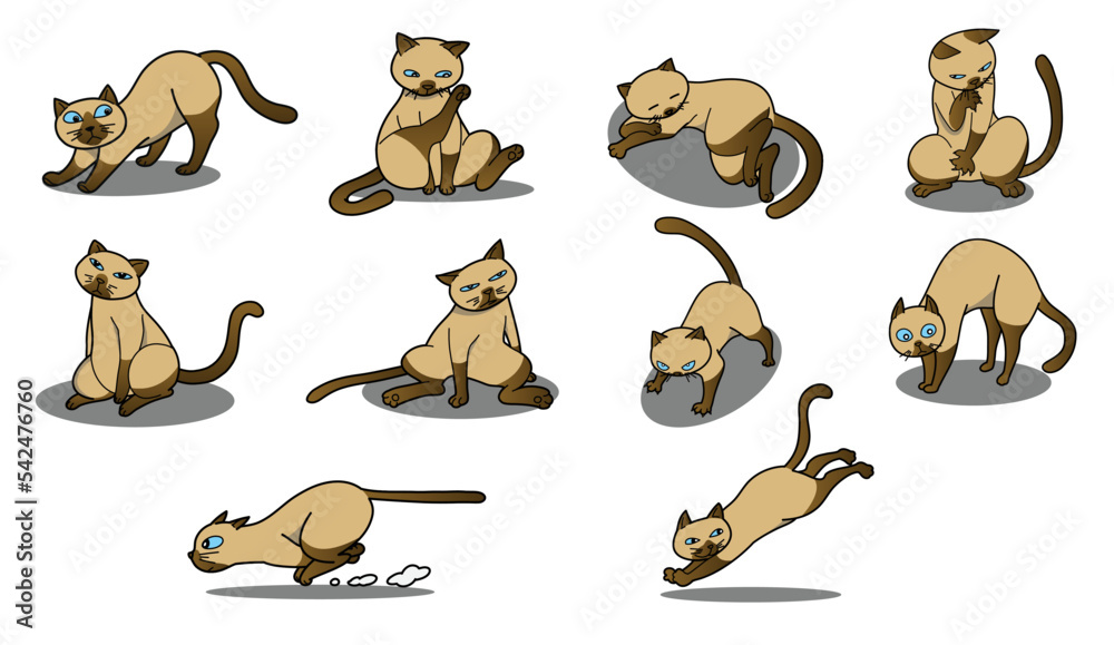 Set of siamese cat, vector illustration
