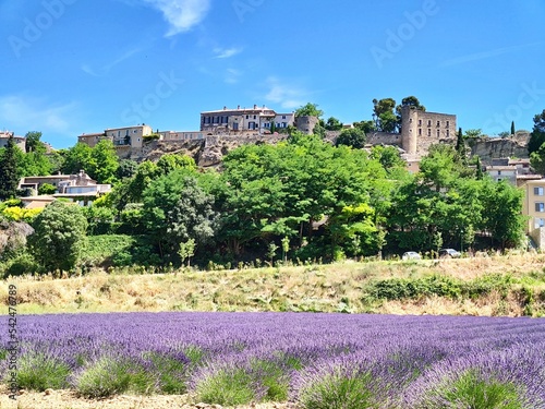 Lavandes en Provence, Luberon