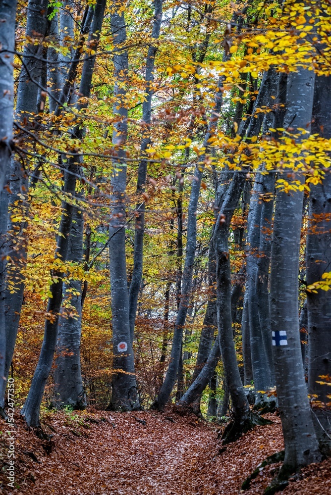 Fototapeta premium Scenic vertical shot of trees in a forest with autumn leaves on the ground