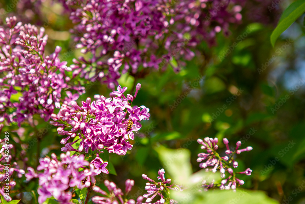 Flowers and bees 