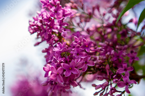 Fototapeta Naklejka Na Ścianę i Meble -  lilac flowers in the garden