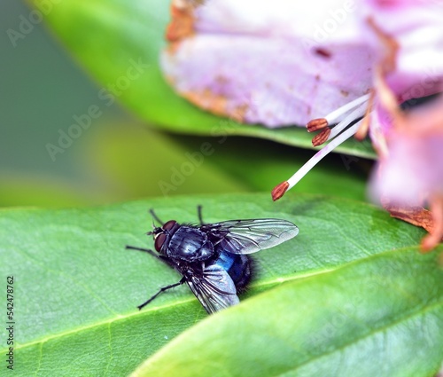 Sunshine on Lucilia sericata photo