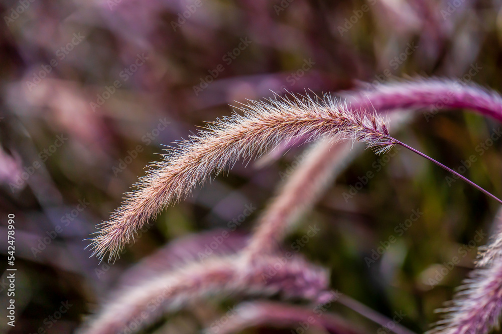 Obraz premium close up of Pennisetum pedicellatum (Purple thatch)