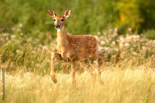 Deer with spots standing with lifted leg in the high grass.