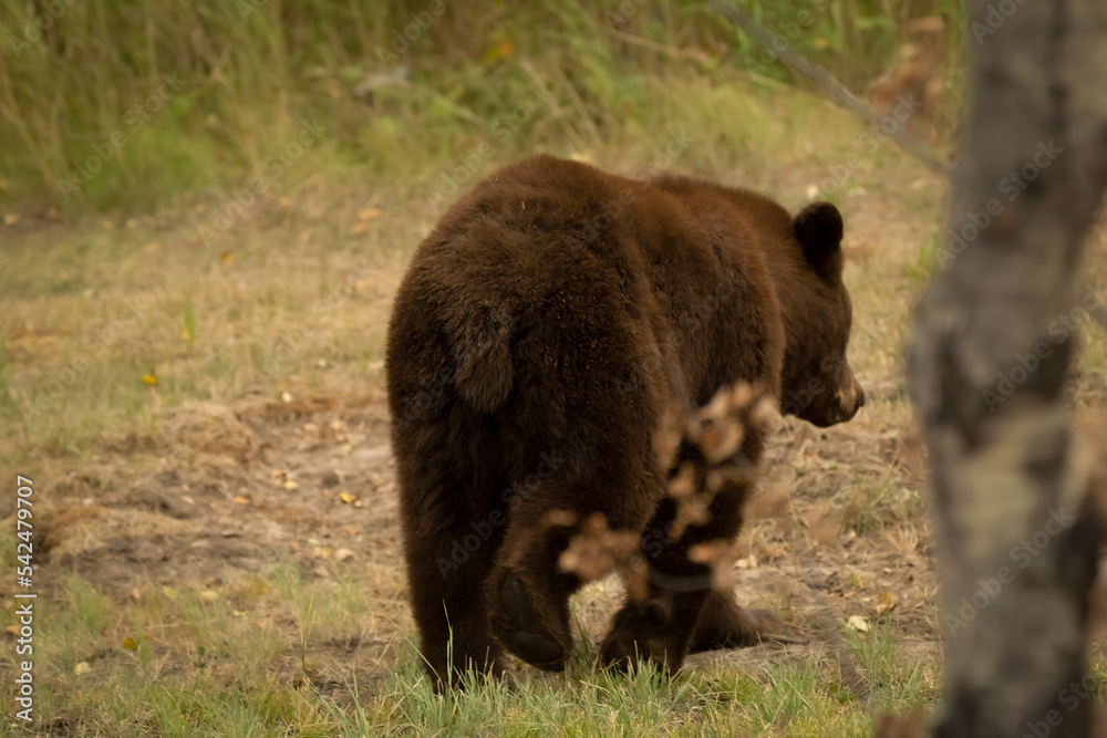 Back view of the brown bear walking away in the forest. Back view of the brown bear walking away in the forest.