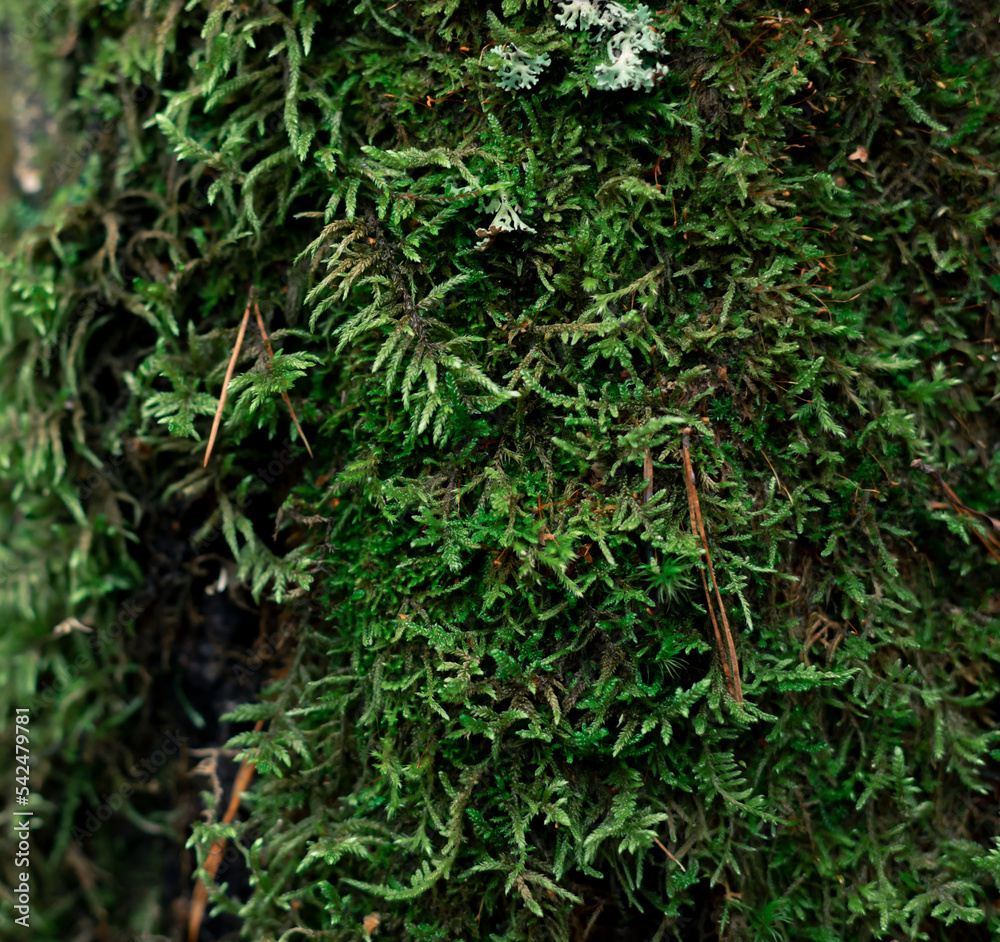 Forest moss on the tree trunk close up Forest moss on the tree trunk close up