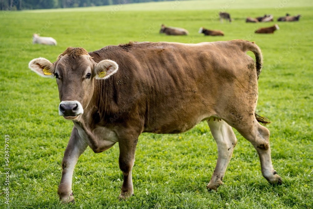 Brown cow captured in a pasture against a blurred view of other cows laying in grass