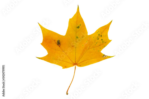 Natural yellow autumn maple leaf isolated on white background