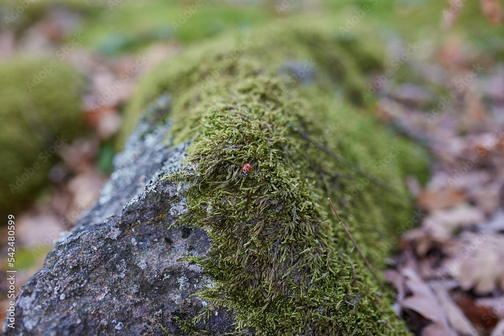 ladybug crawls on green moss ladybug crawls on green moss