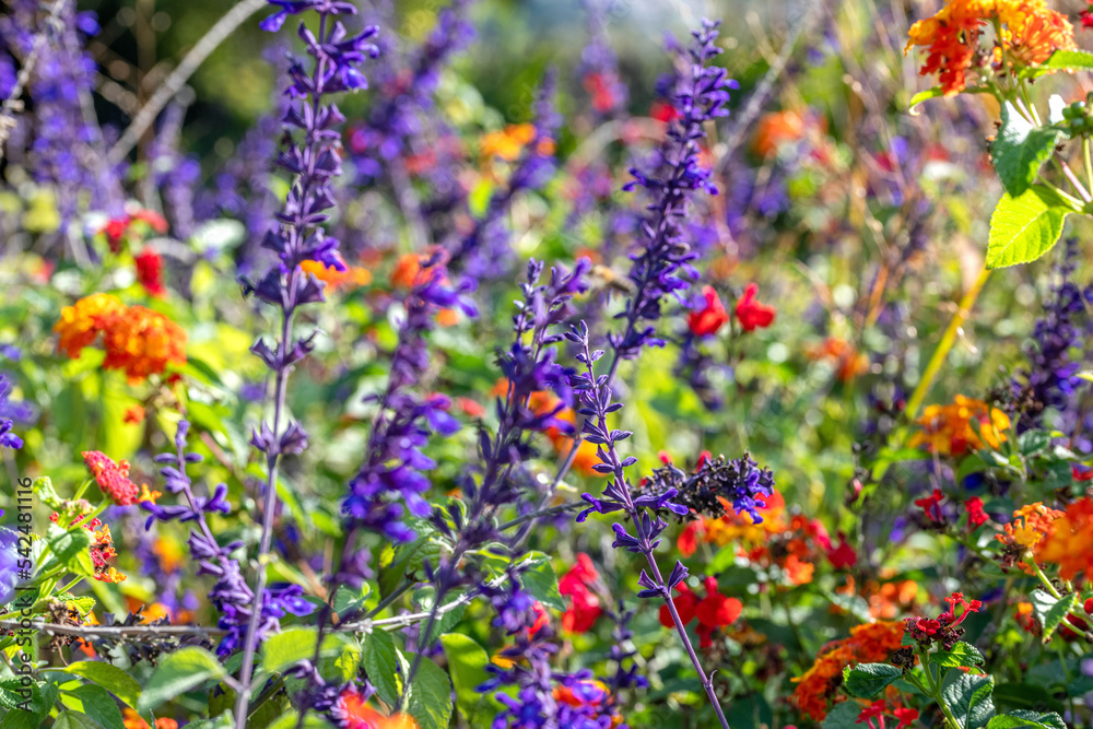 Obraz premium Paysage de jachère fleurie avec des fleurs de toutes les couleurs