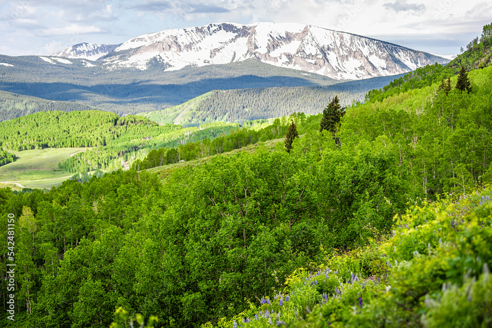 Woods of Aspen trees and snowcapped mountain in Crested Butte, Colorado Snodgrass hiking trail in lush summer with high angle view of valley and lupine wildflowers
