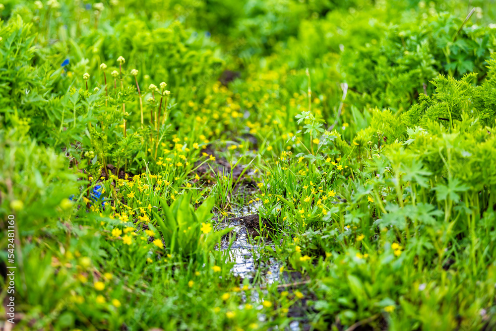 Small river creek after rainy weather in Crested Butte, Colorado Snodgrass hiking trail in summer closeup of buttercup yellow flowers in Rocky Mountains ground level low angle view