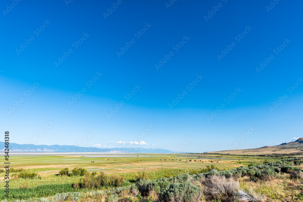 Wide angle landscape view of wild bison animals herd in valley in Antelope Island State Park in Utah in summer grazing on grass with deep blue sky