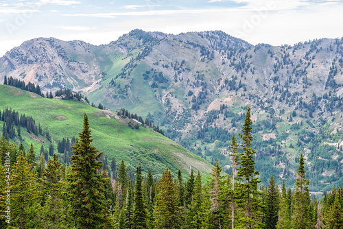Albion Basin, Utah landscape view of pine trees on summer trail in Wasatch rocky mountains with green meadows and peak of Little Cottonwood Canyon near Salt Lake City photo