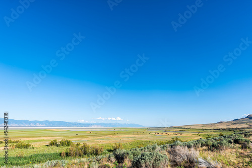 Wide angle landscape view of wild bison animals herd in valley in Antelope Island State Park in Utah in summer grazing on grass with deep blue sky