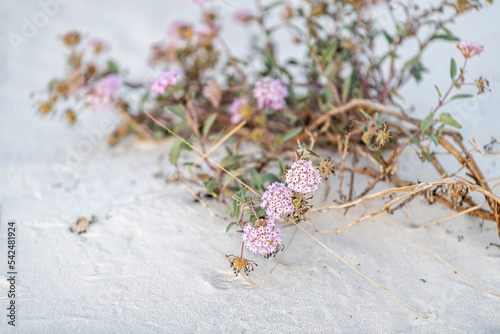White sands dunes national park in New Mexico with closeup of purple sand verbena pink flowers plant on ground photo
