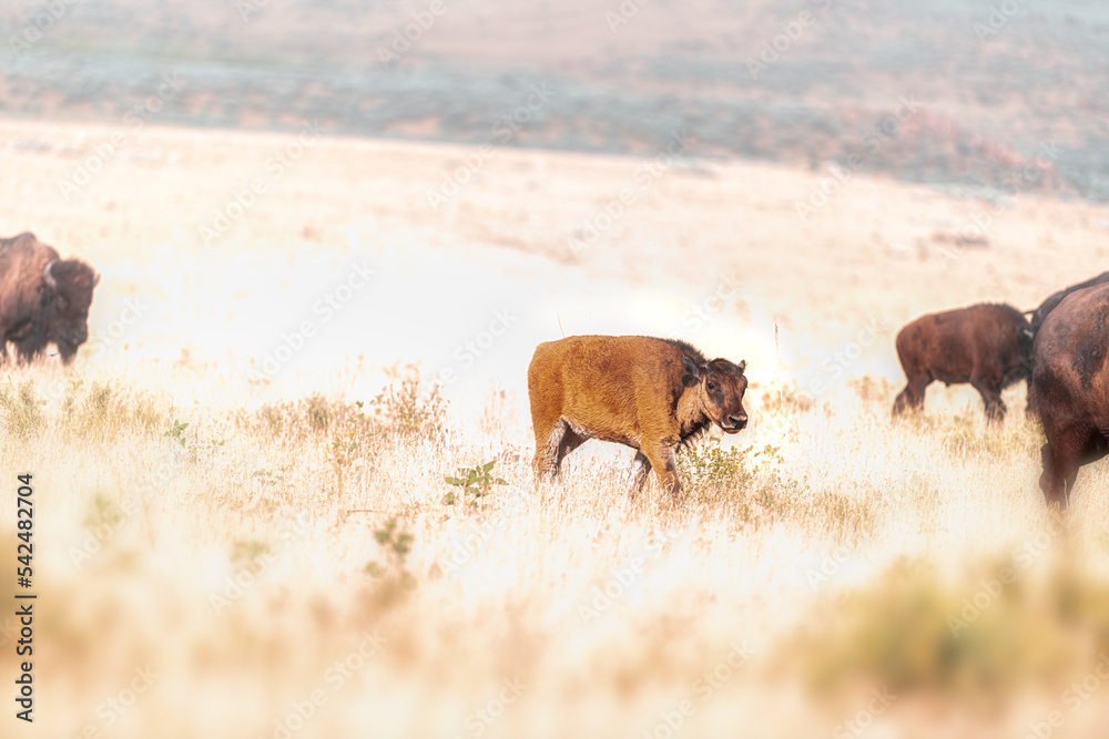 One young bison calf in grasslands prairie near Great Salt Lake, Utah at Antelope island park