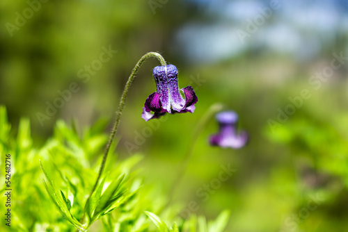 Macro closeup hirsutissima hairy clematis flower wildflower on hiking trail in Avon, Colorado with purple petals, green foliage stalk in nature photo