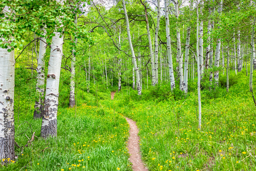 Aspen glade hiking trail in Beaver Creek ski resort  Colorado near Avon in summer at white river national forest footpath path by wildflowers dandelion