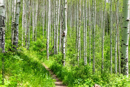 Aspen glade hiking trail in Beaver Creek ski resort  Colorado near Avon in summer at white river national forest footpath path with many tree trunks