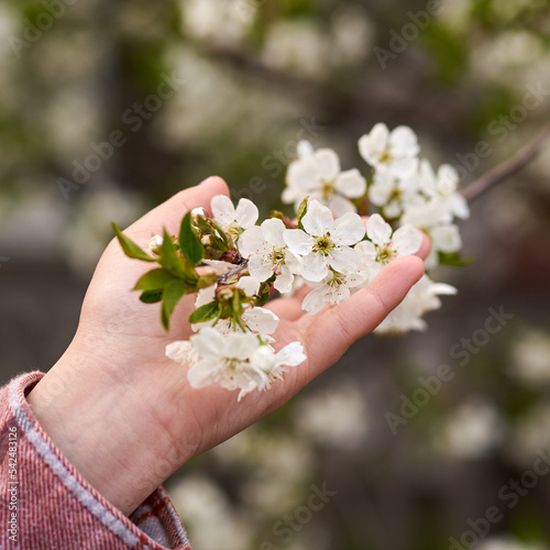 A square photo of a girl holding a cherry blossom branch