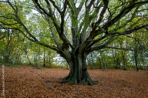 Autumnal Treess In The Clent Hills In The West Midlands photo