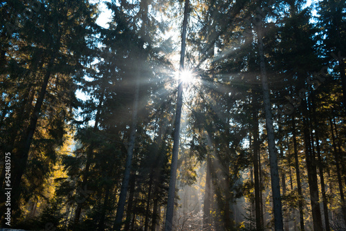 Autumn forest landscape with warm rays of light © Daniel