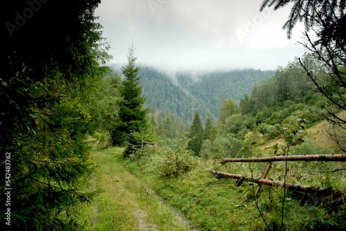 Green landscape with a path between fir trees under cloudy ksy photo