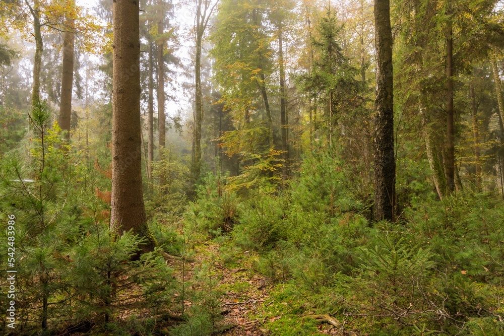 Beautiful forest with trees in Switzerland in the fall on a sunny day Beautiful forest with trees in Switzerland in the fall on a sunny day
