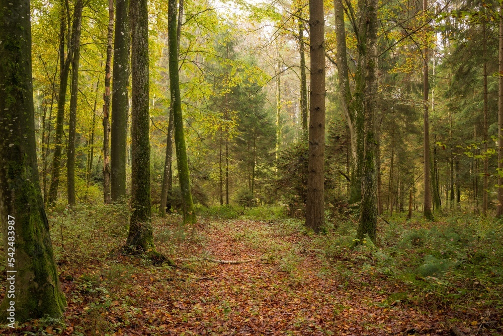 Obraz premium Beautiful forest with trees in Switzerland in the fall on a sunny day