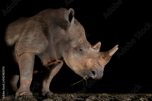 Southern white rhino at a waterhole