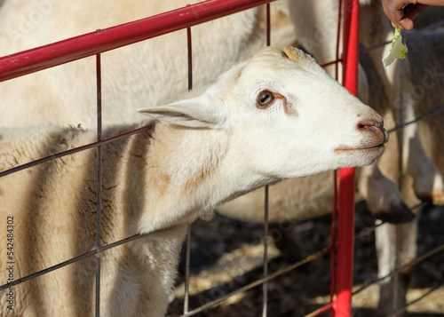 Sheep being hand fed in their pens at the farm fair exhibition photo