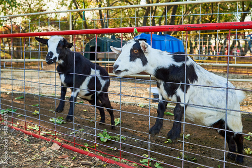 Baby goats being hand fed in their pens at the farm fair exhibition photo